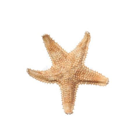 Beautiful Sea Star Isolated On White Beach Object Stock Photo Image
