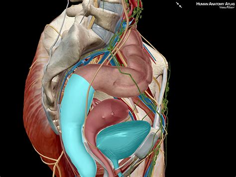 5 Facts About The Anatomy Of The Pelvic Cavity