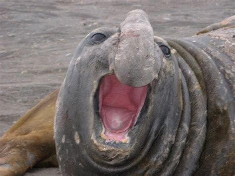 Seals Bulgarian Antarctic Institute