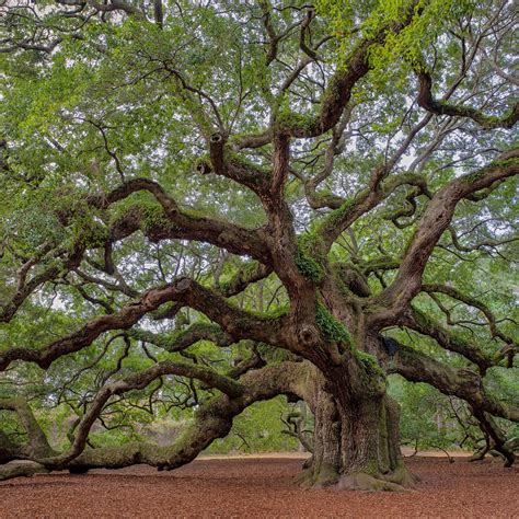 Unveiling The Beauty Of Angel Oak Tree Near Charleston