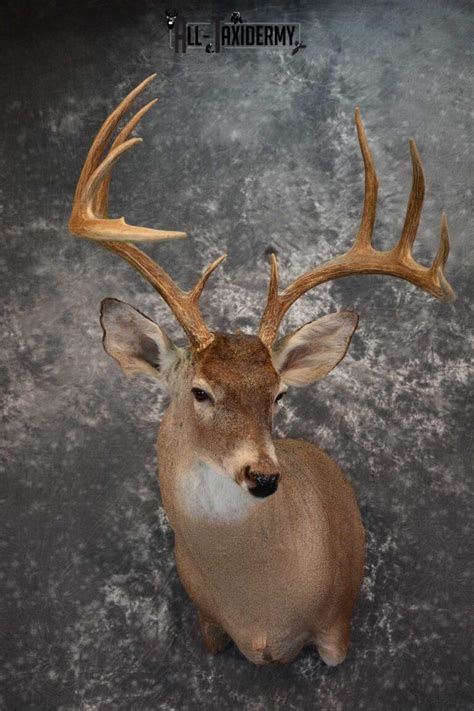 Whitetail Deer Taxidermy Shoulder Mount For Sale Sku 1516 All Taxidermy