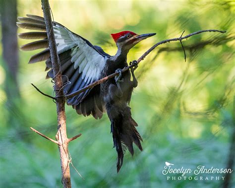 Pileated Woodpecker Landing Jocelyn Anderson Photography