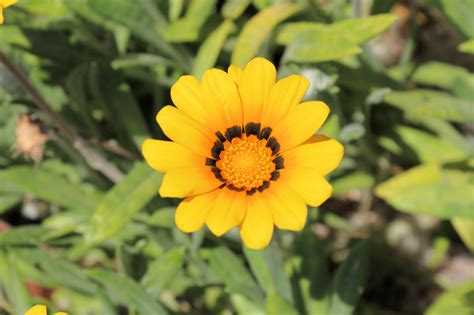 One of many great free stock photos from pexels. JessStryker.com: Yellow with Black Center Ring Gazania Flower