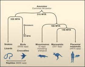 the platypus genome unraveled cell