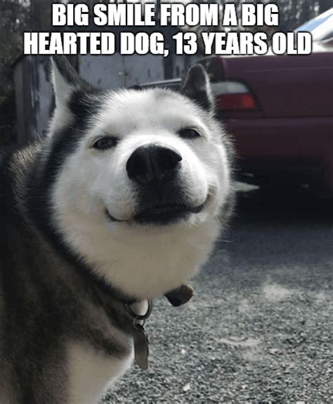 50 Funny Husky Memes That Will Keep You Laughing For Hours Husky