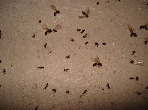 These 1/8 (3.5 mm) ants are usually black with pale feet. a flat, hidden node, no thorax spines. Fascinating Tiny Black Ants In Bathroom Online - Home ...