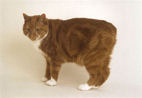 This Is A Manx Cat Cute Cats Manx Cat Cat Breeds