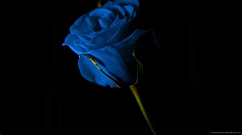 Blue Rose Wallpaper Tunggale Wall
