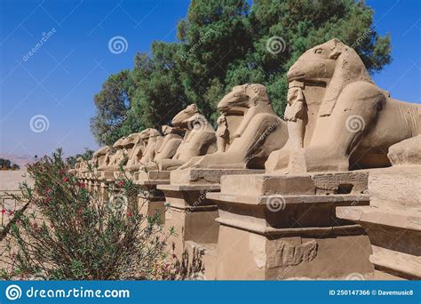 Ancient Ram Headed Sphinx Statues At Karnak Temple Complex Near Luxor