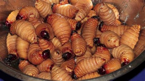 Eating Palm Grubs Edible Insects Food Animals Latin American