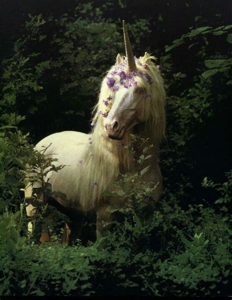 real unicorn pics unicorns are real in 2019 unicorn fantasy beautiful unicorn fantasy