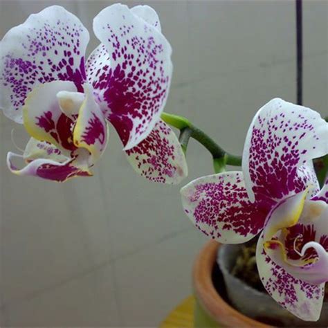 Phalaenopsis How To Grow And Care Orchid Seeds Flower Seeds Orchids