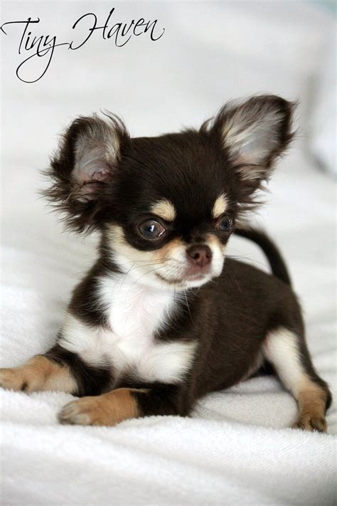 Chihuahua Puppy Looks Like A Frisky One Who Will Make A Great