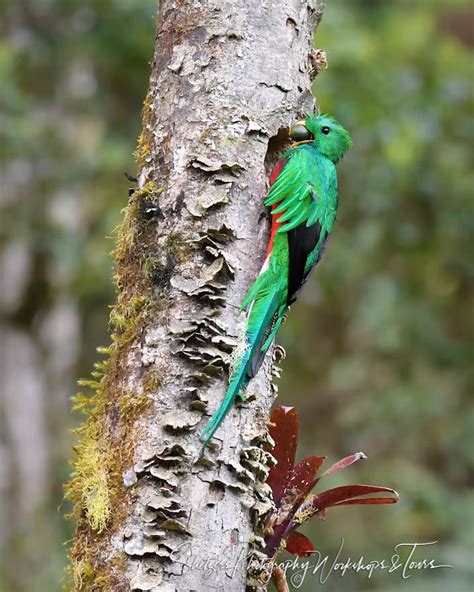 Resplendent Quetzal Male At Nest Shetzers Photography