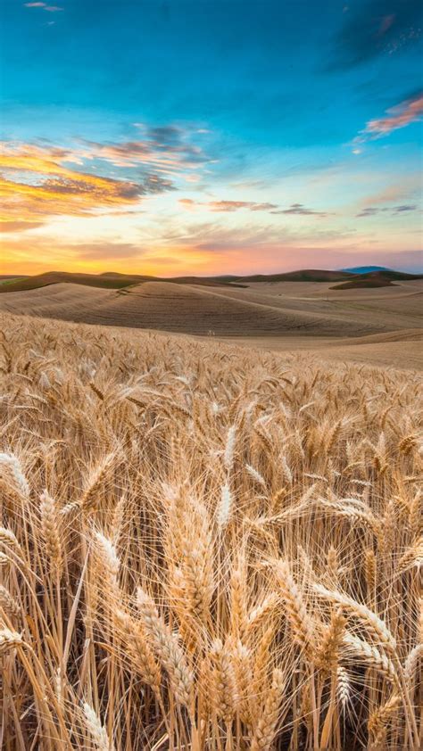 Обои Поле 4k Hd пшеница колоски небо облака Field