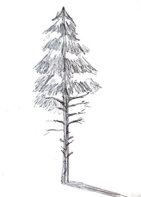 Pine trees are somewhat triangular, so first draw a long triangle. How To Draw A Tree | Trees drawing tutorial, Christmas tree drawing, Drawings