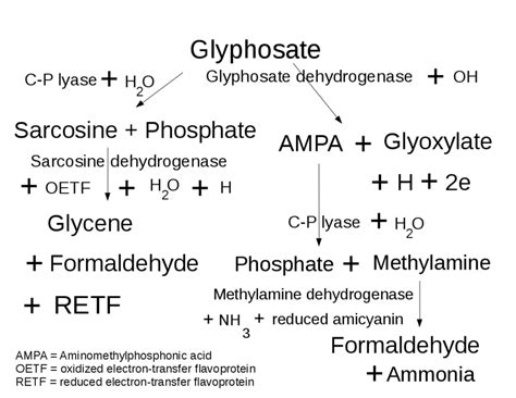 Metabolic Pathways For Glyphosate In The Human Body Download