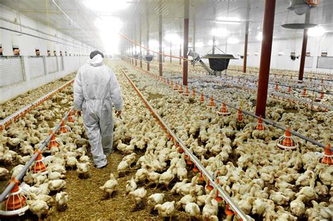 Poultry At Gayton Farm Near Kings Lynn To Be Culled After Bird Flu Outbreak