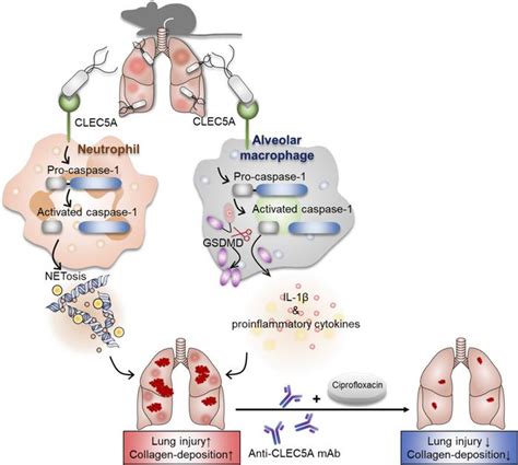 Jci Insight Clec5a Is Critical In Pseudomonas Aeruginosainduced Net