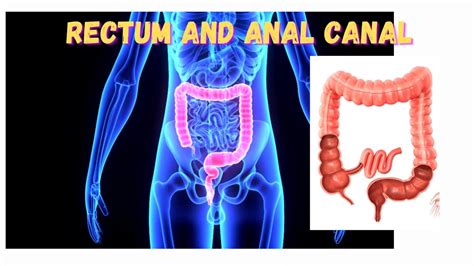 Rectum And Anal Canal Anatomy Youtube