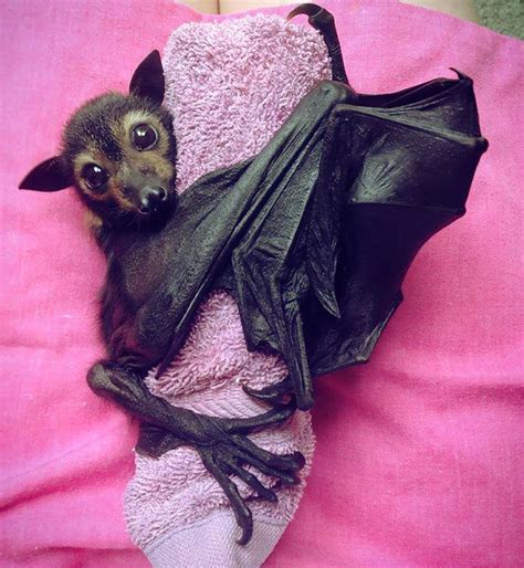 Filhotes De Morcego Fofos Cute Bat Baby Bats Cute Animals