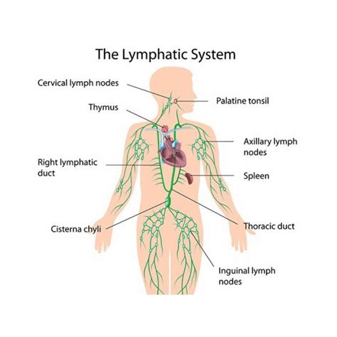 Anatomy And Physiology Of The Lymphatic System Nurses Revision