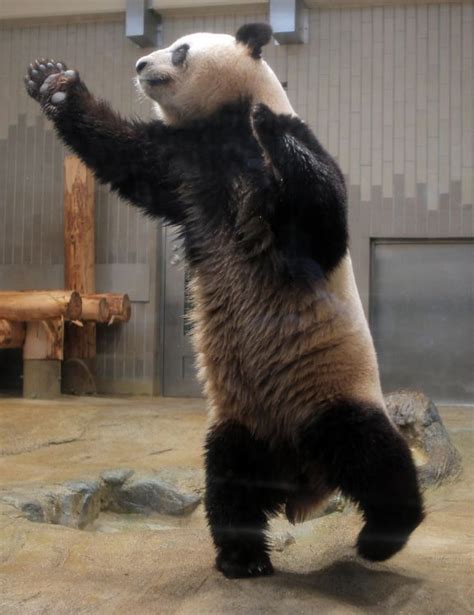 Standing Tall Panda Panda Bear Panda Love