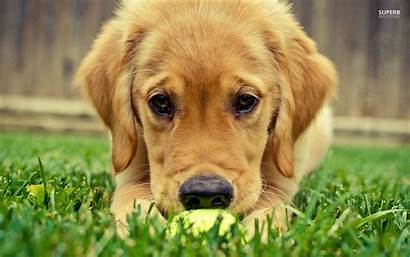 Retriever Golden Puppy Puppies Desktop Dog Animals