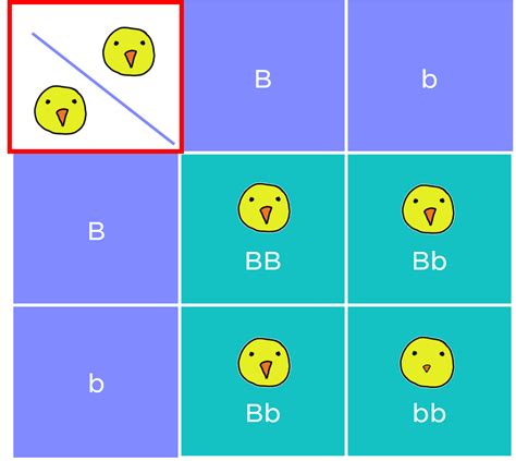 punnett squares — examples and diagrams expii