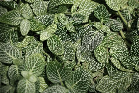 How To Grow And Care For Nerve Plant Fittonia
