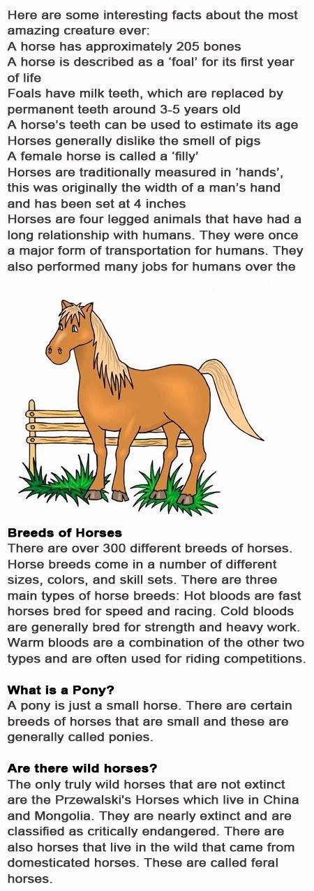 Horse Fun Facts For Kids Horse Facts For Kids Fun Facts For Kids