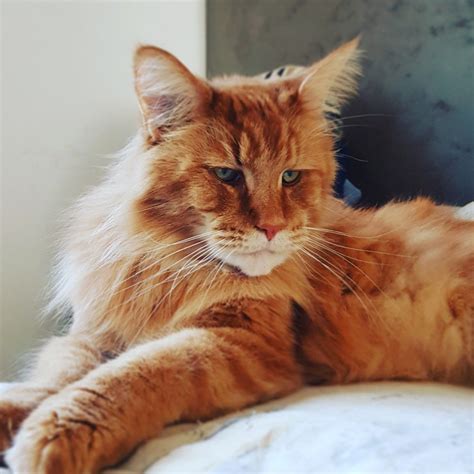The Maine Coon Americas Largest Domestic Cat Breed Catsinfo