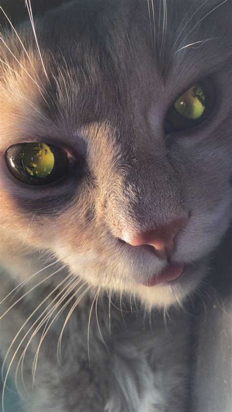 Cat Tapetum Lucidum 🐱 Beautiful Cats Cute Cats Cat Aesthetic
