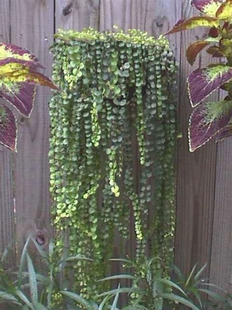 Unique Perennial Trailing Plants For Containers Ceramic Hanging Baskets