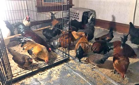 Ridgeland Wisconsin Chicken Toss Eyewitness Report 19 February