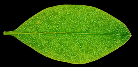 High Res Leaf Texture By Hhh316 On Deviantart