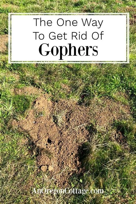 There are two types of holes that chipmunks dig: The One Way to Get Rid of Gophers Consistently | An Oregon ...