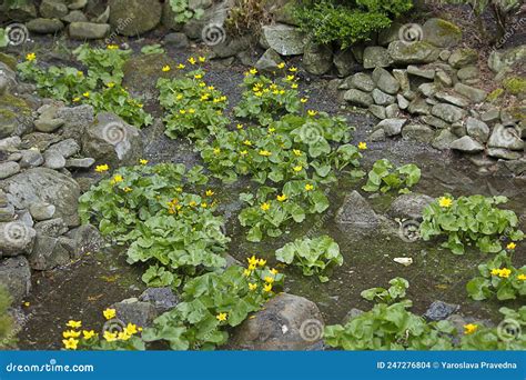 Yellow Flowers Of Caltha Palustris Stock Photo Image Of Flower