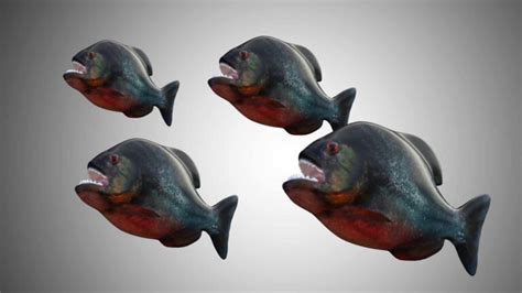 Piranha 3d Model Rigged And Low Poly Game Ready