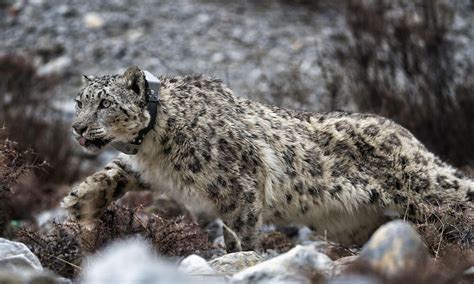 Two Snow Leopards Successfully Collared In Nepal Stories Wwf