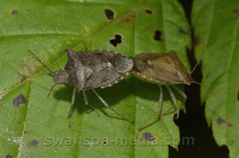 Dusky Stink Bugs Mating Euschistus Tristigmus Bugguidenet