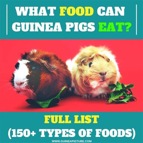Before they were domesticated, guinea pigs were herbivores who ate grasses and plants, so it is in their nature to eat green vegetables. What Food Can Guinea Pigs Eat? - Full List (150+ Types of ...