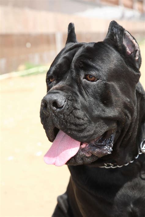 Cane Corso Breed Information Pet365 In 2020 Dogs Dog Accessories