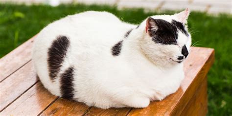 Why Do Cats Sit Like A Loaf Position And Meaning