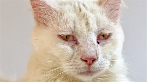 20 Ciri Ciri Kucing Sakit Yang Harus Diwaspadai Klikdokter