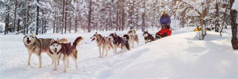 Guide To Husky Sledding Best Served Scandinavia