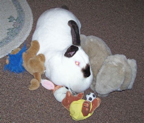 Lucy With Her Toys Bunny Rabbits Photo 1670019 Fanpop