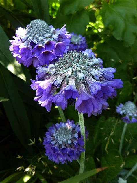 Sometimes called lady's ear drops or earring flower, these exceptionally long bloomers can also be planted in the garden, with some varieties being hardy in many areas. Primula capitata ssp mooreana Perennial Digging Dog and ...