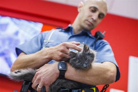 But it's really, really dirty, it's like really filthy.the. Six-week-old kitten rescued by state trooper - The Boston ...