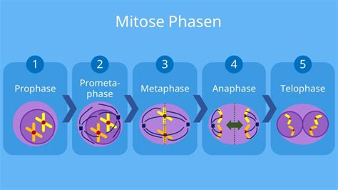 Mitose • Phasen Ablauf Bedeutung Interphase · Mit Video
